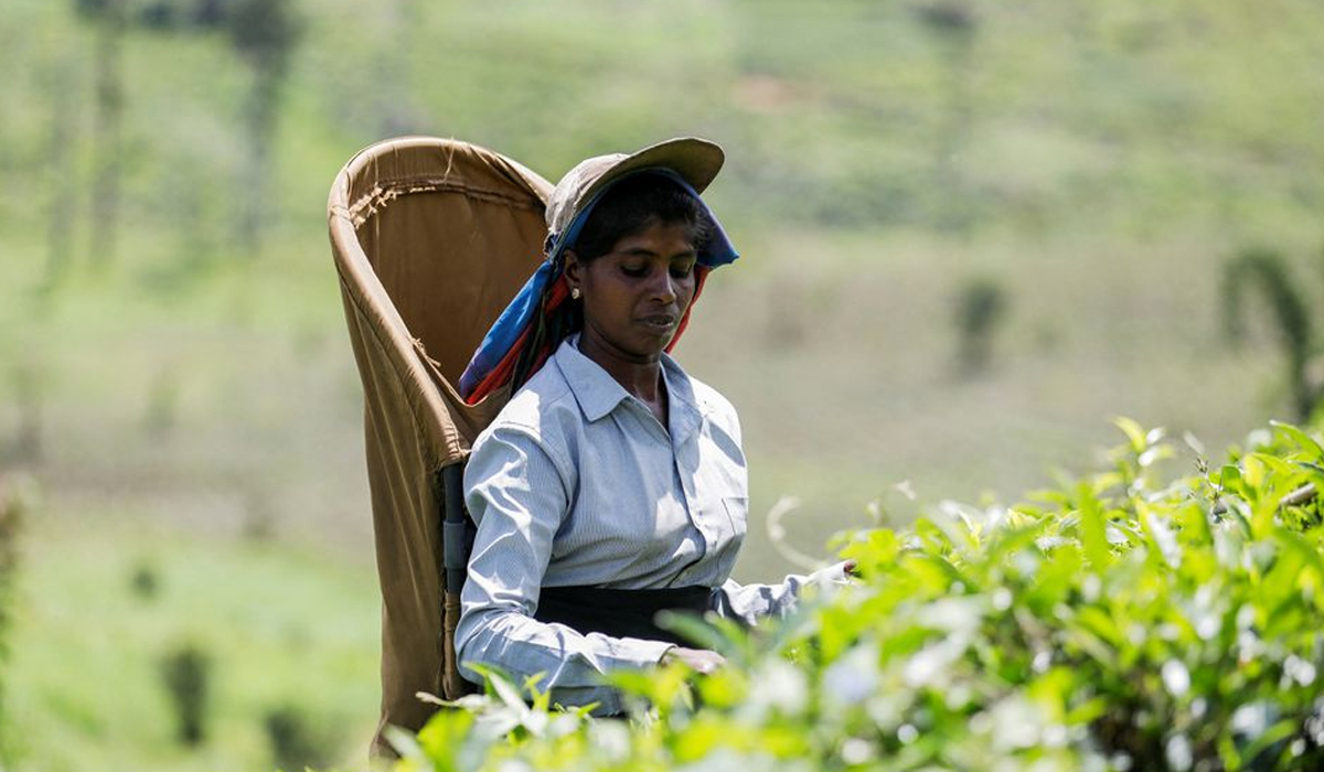 Sri Lankan tea pickers